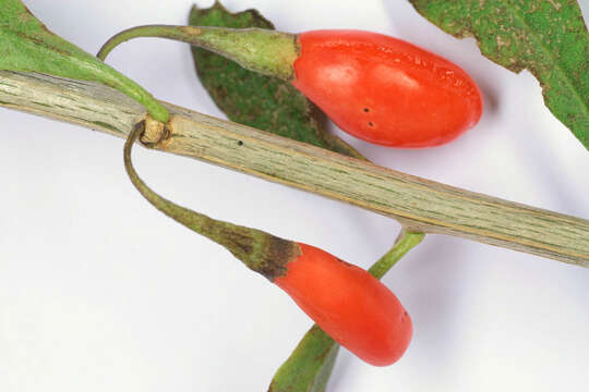 Image of matrimony vine