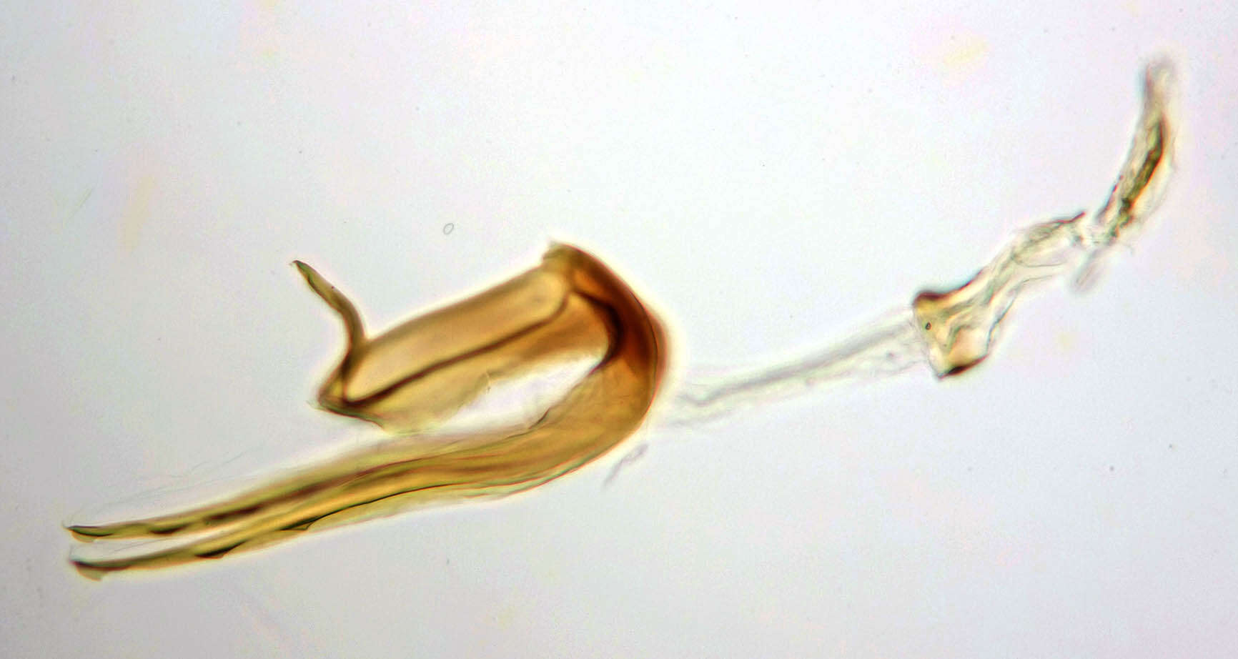 Image of Coleophora caespititiella Zeller 1839