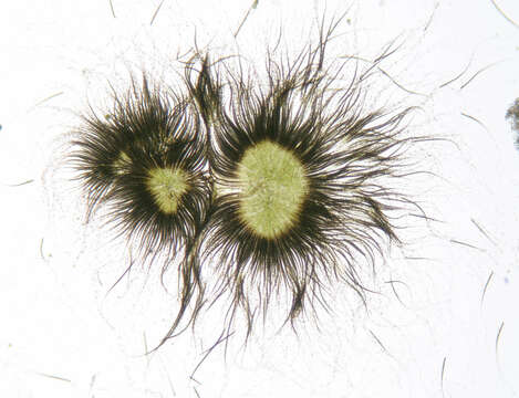 Image of Gloeotrichia echinulata