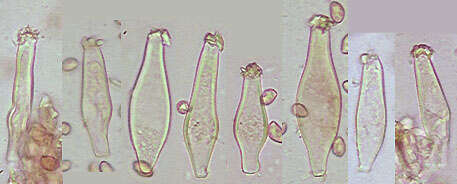 Image of Inocybe griseolilacina J. E. Lange 1917