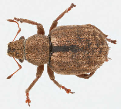 Image of Nut Leaf Weevil