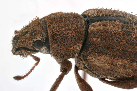 Image of Nut Leaf Weevil