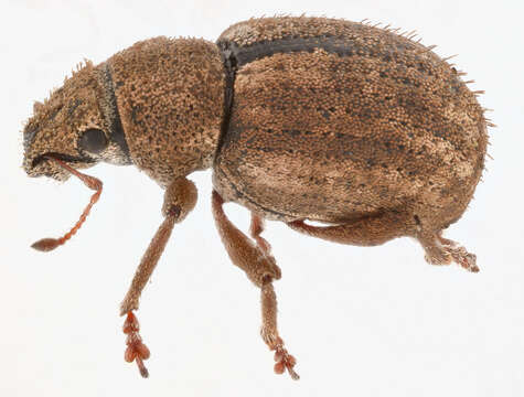 Image of Nut Leaf Weevil