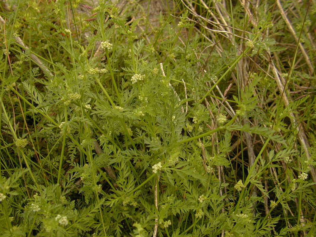 Torilis nodosa (L.) Gaertner resmi