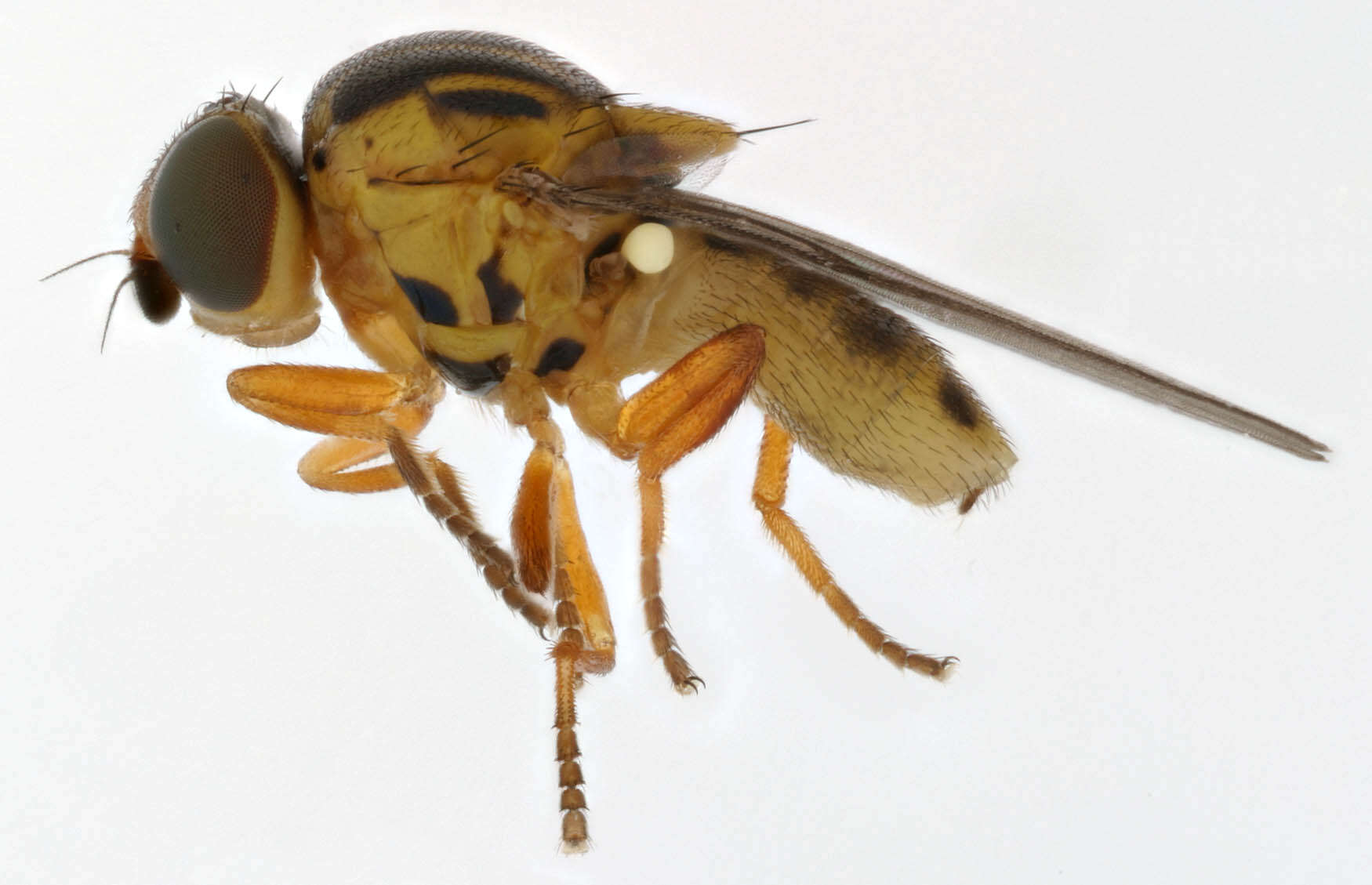 Image of Thaumatomyia notata (Meigen 1830)