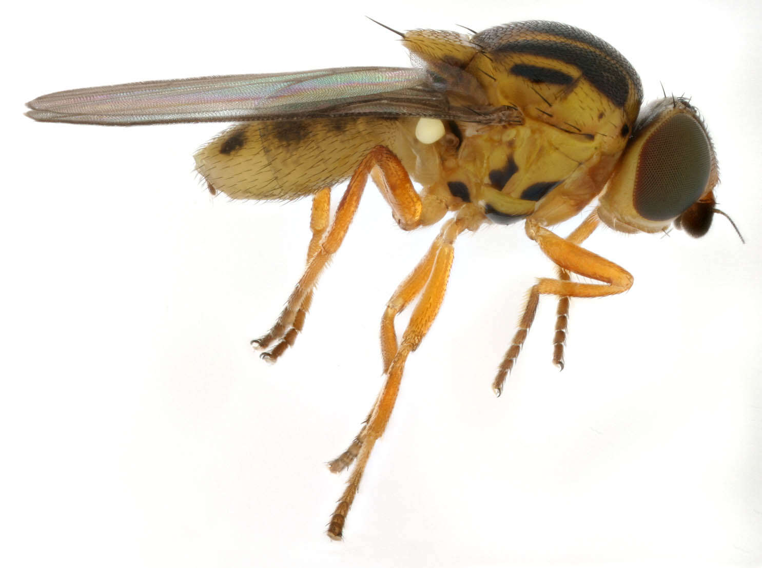 Image of Thaumatomyia notata (Meigen 1830)