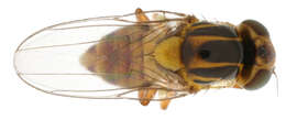 Image of Thaumatomyia notata (Meigen 1830)