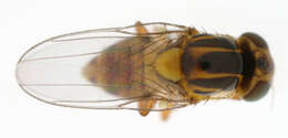 Image of Thaumatomyia notata (Meigen 1830)