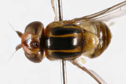 Image of Thaumatomyia notata (Meigen 1830)