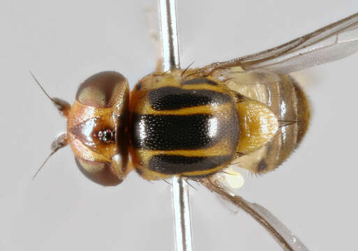 Image of Thaumatomyia notata (Meigen 1830)