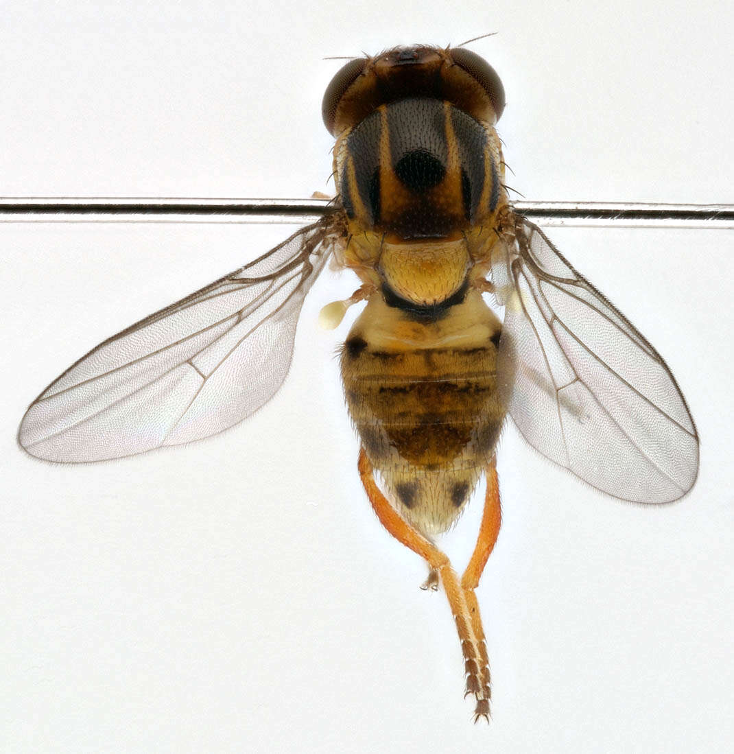 Image of Thaumatomyia notata (Meigen 1830)