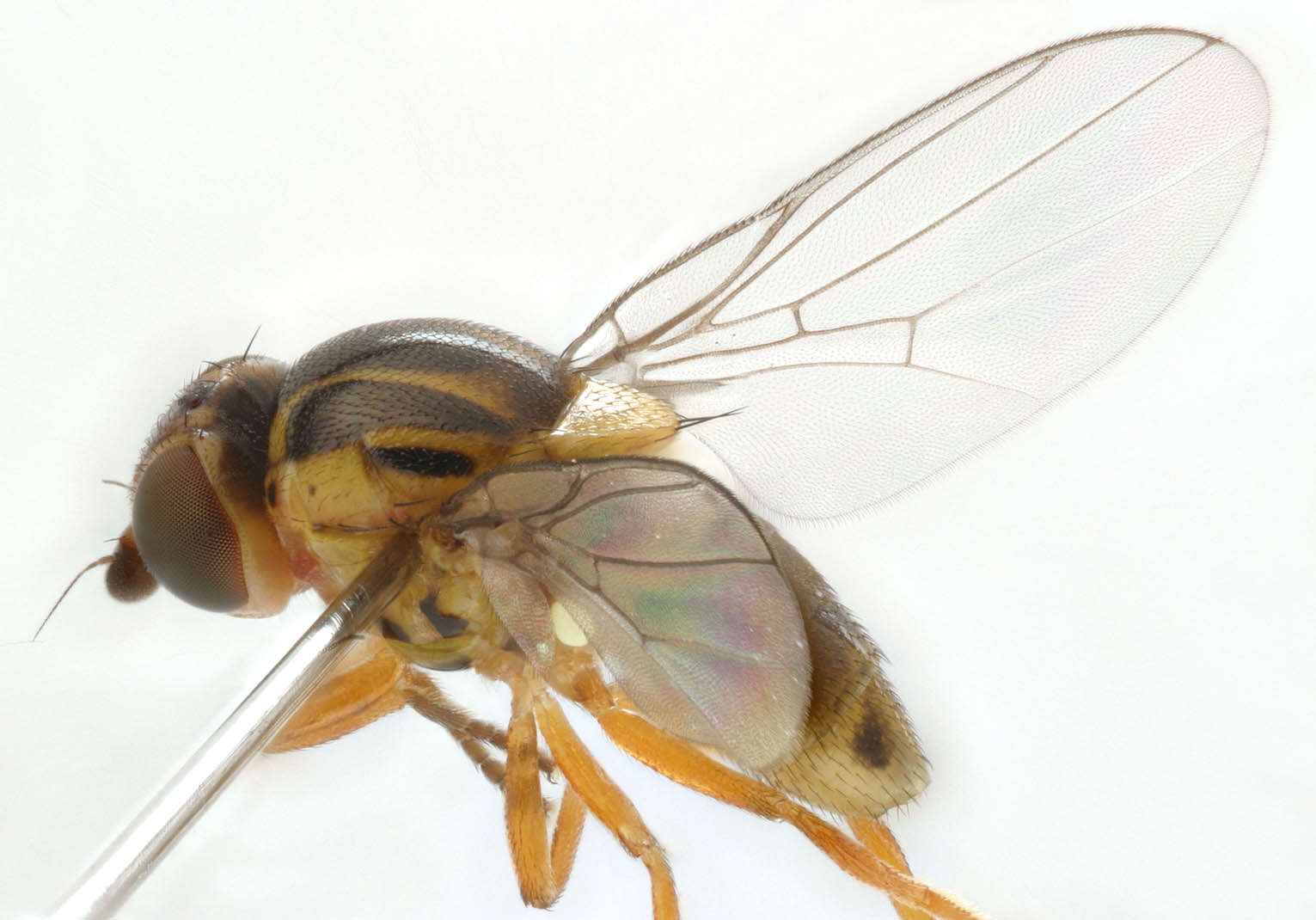 Image of Thaumatomyia notata (Meigen 1830)