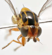 Image of Thaumatomyia notata (Meigen 1830)