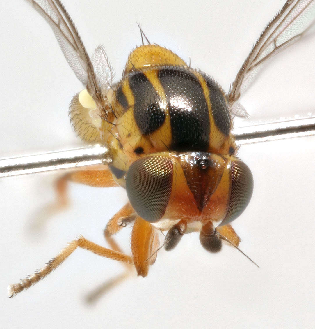 Image of Thaumatomyia notata (Meigen 1830)