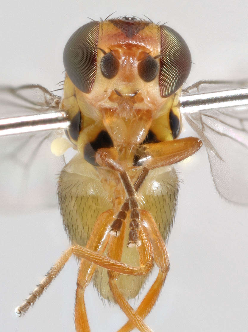 Image of Thaumatomyia notata (Meigen 1830)