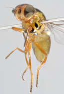 Image of Thaumatomyia notata (Meigen 1830)