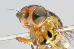 Image of Thaumatomyia notata (Meigen 1830)