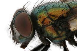 Image de Neomyia