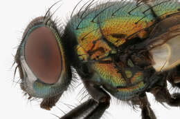 Image de Neomyia