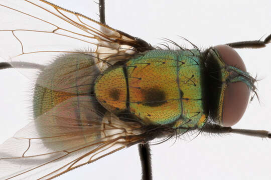 Image of Neomyia