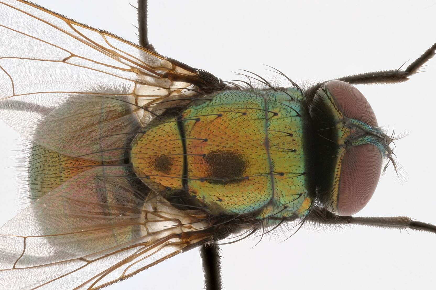 Image de Neomyia