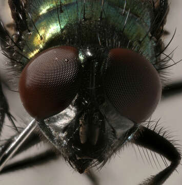 Image of Neomyia