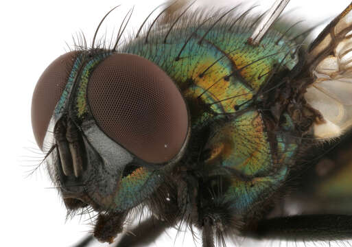 Image of Neomyia