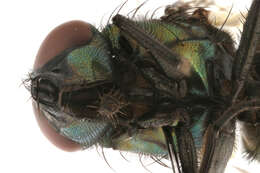 Image de Neomyia