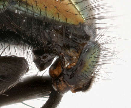 Image of Neomyia