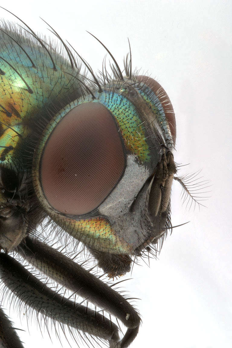 Image of Neomyia