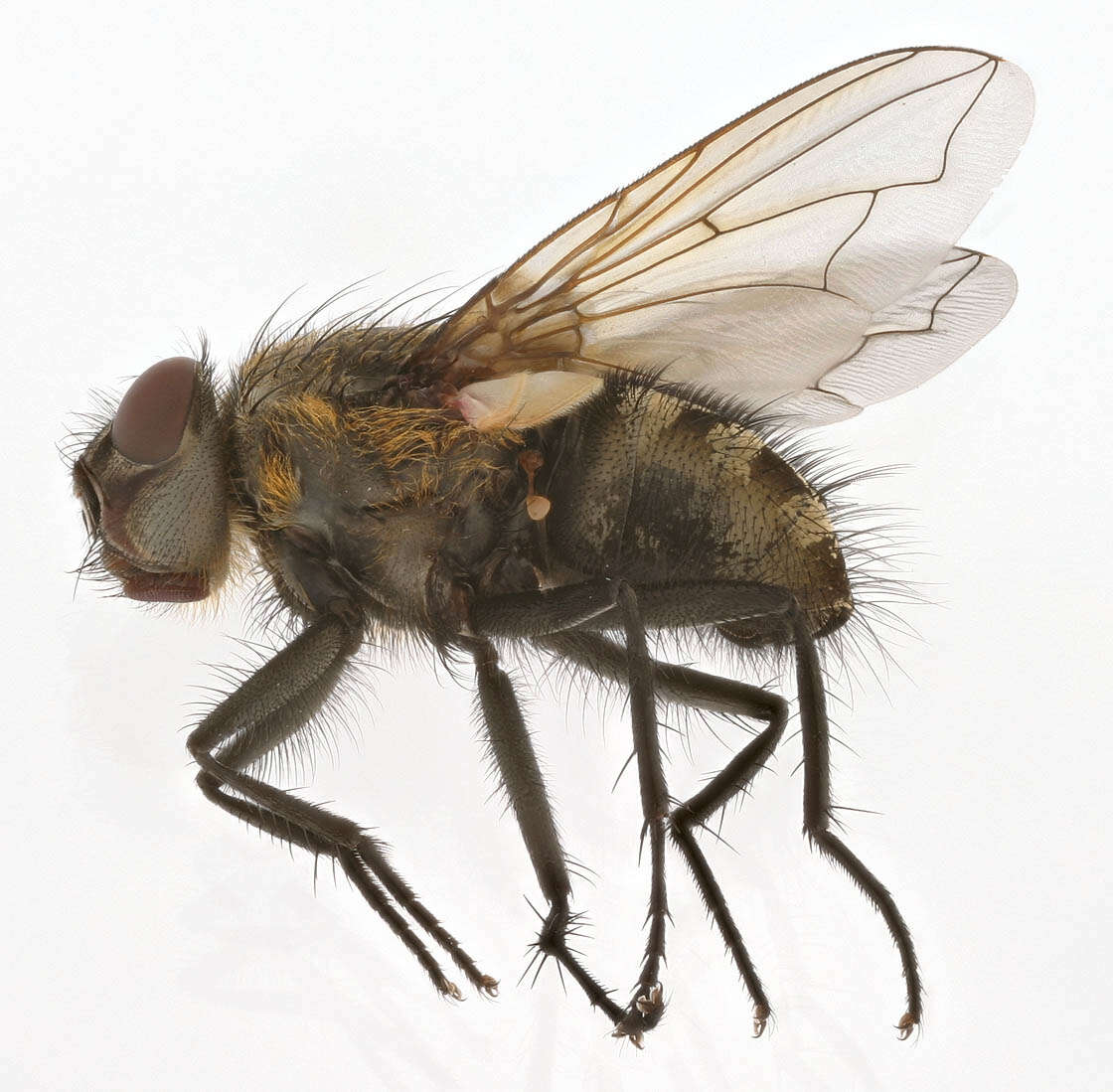 Image of Black-based cluster fly