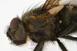 Image of Black-based cluster fly