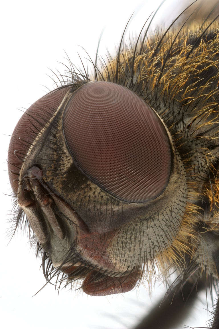 Image of Black-based cluster fly