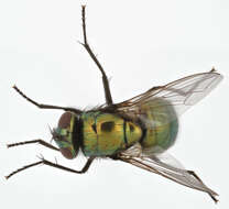 Image of Neomyia