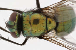 Image of Neomyia