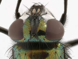 Image of Neomyia