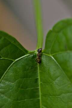 صورة Plukenetia volubilis L.