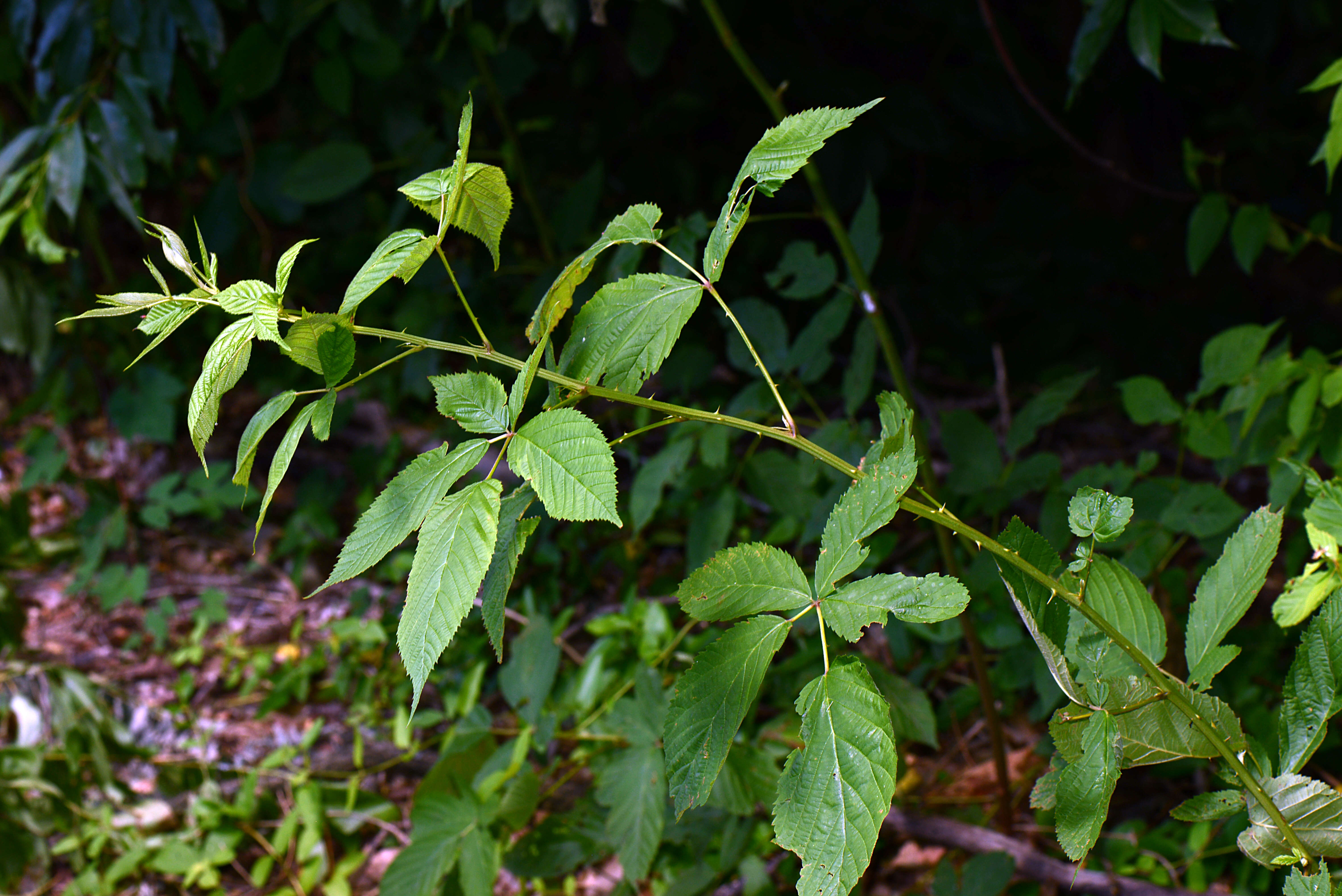 Image of Rubus L.