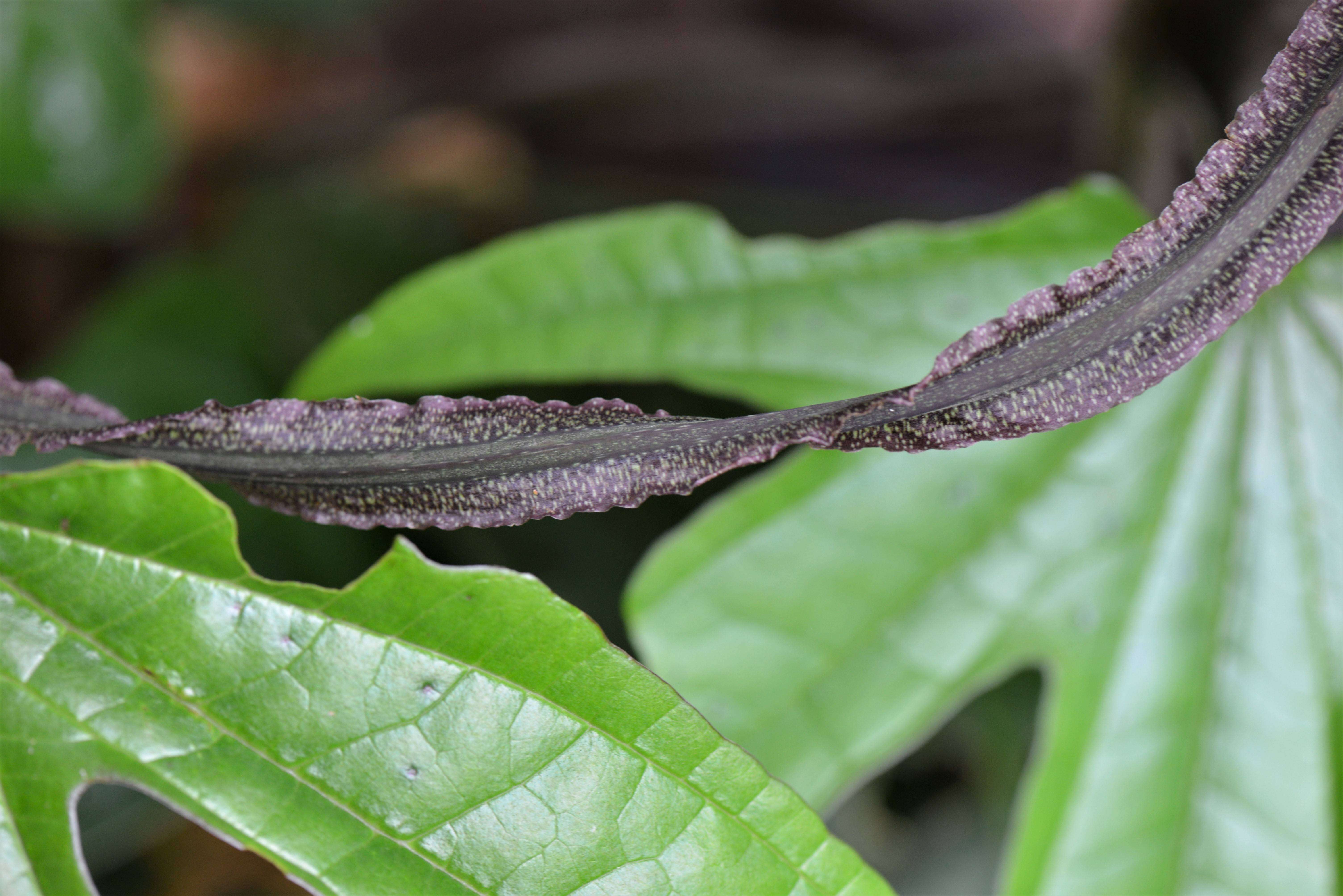 Image of Dioscorea Plum. ex L.