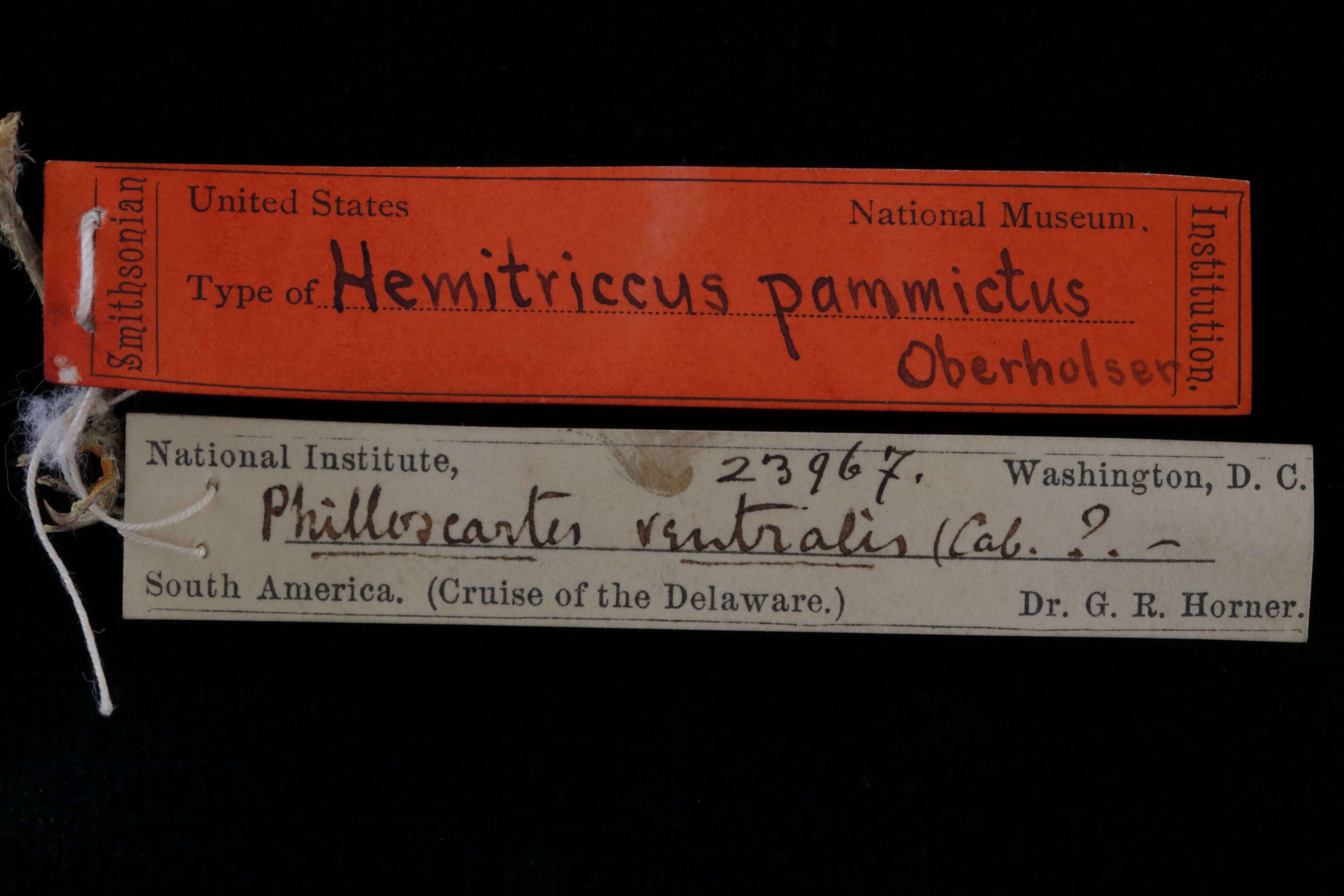 Image of Phylloscartes ventralis ventralis (Temminck 1824)