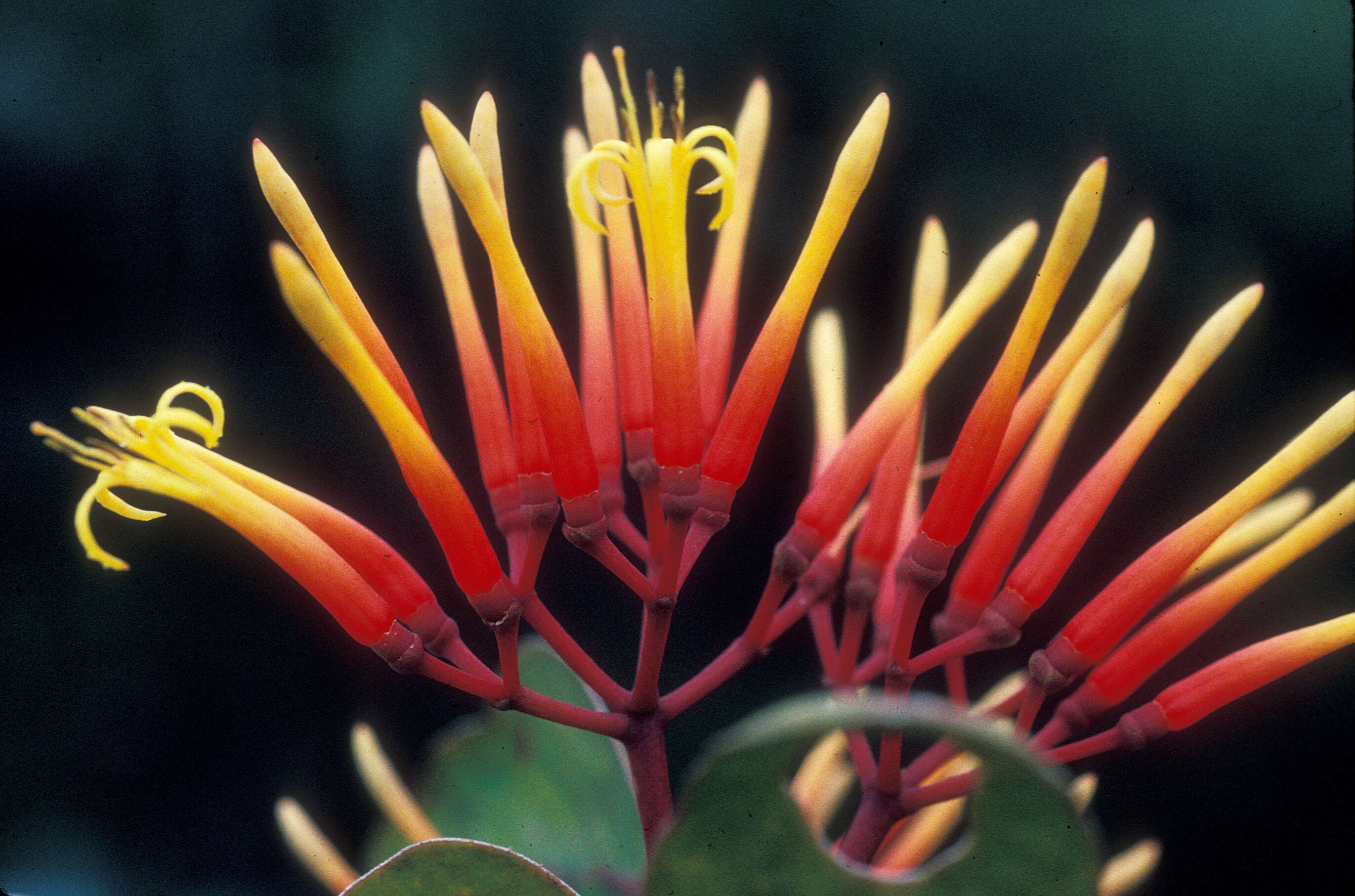 Image of Psittacanthus acevedoi J. Kuijt