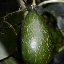 Image of Sechium edule subsp. edule