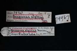 Image de Scapanus latimanus dilatus True 1894