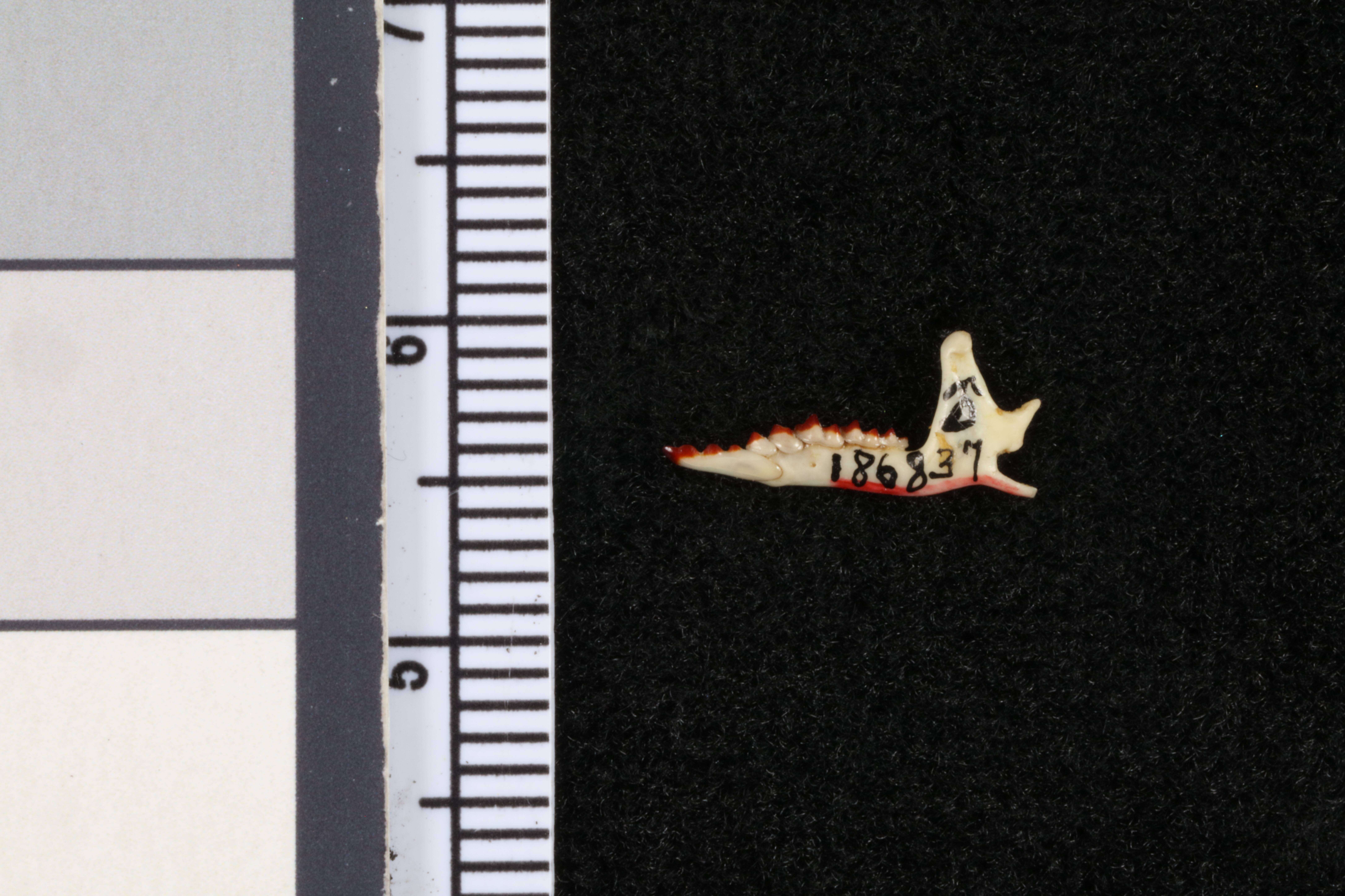 Image of Sorex arcticus laricorum Jackson 1925