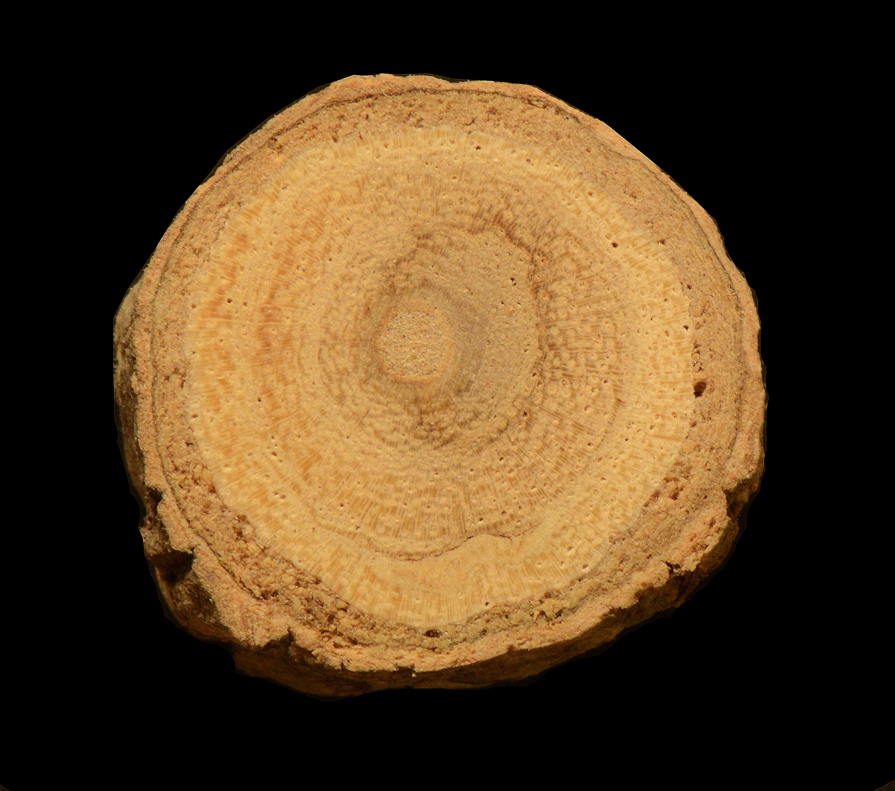 Image of Aegiphila sufflava Moldenke