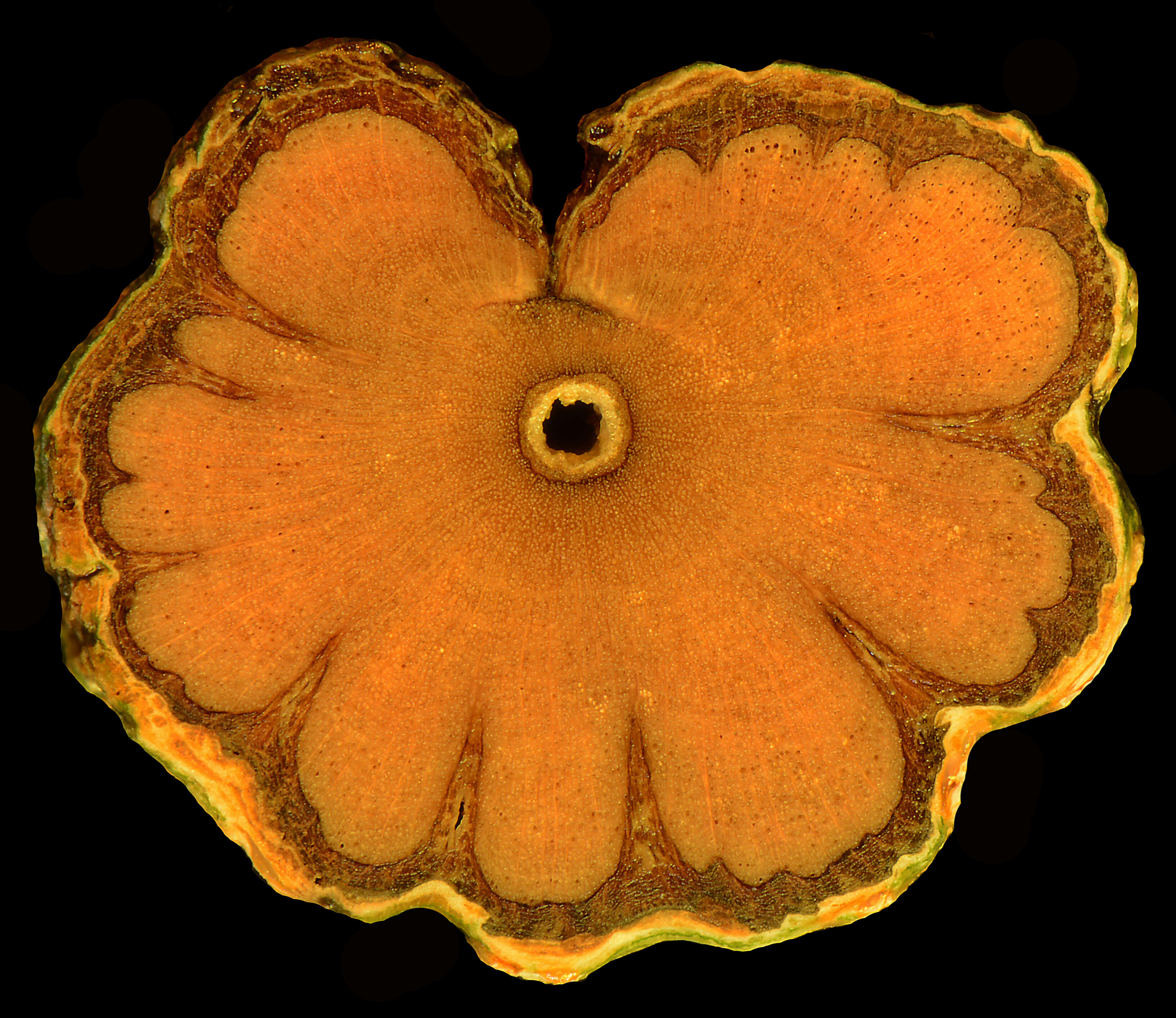 Image of Russelia contrerasii B. L. Turner