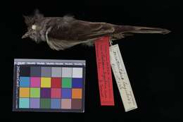 Image of Dark Pewee