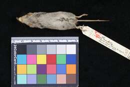 Image of Orizaba Long-tailed Shrew