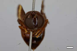 Слика од Hypselosyrphus vexillipennis Reemer 2013