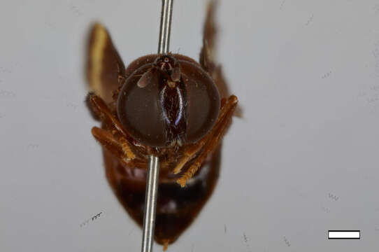 Image of Hypselosyrphus vexillipennis Reemer 2013